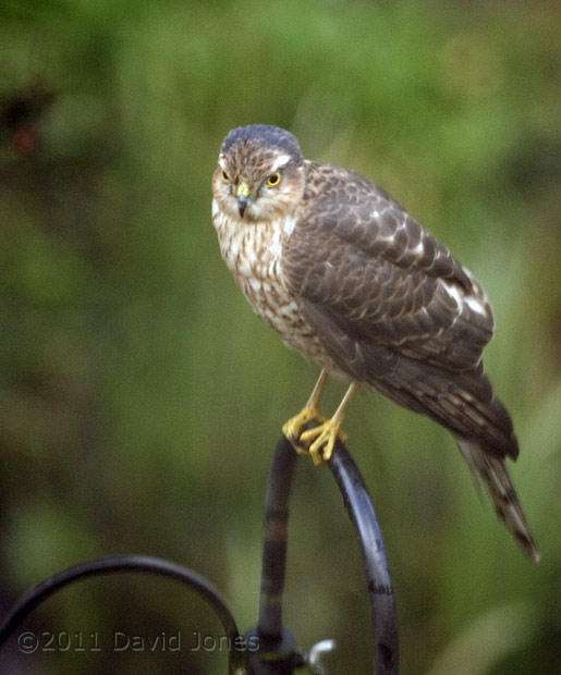 Sparrowhawk female after heavy rain - 2, 26 February