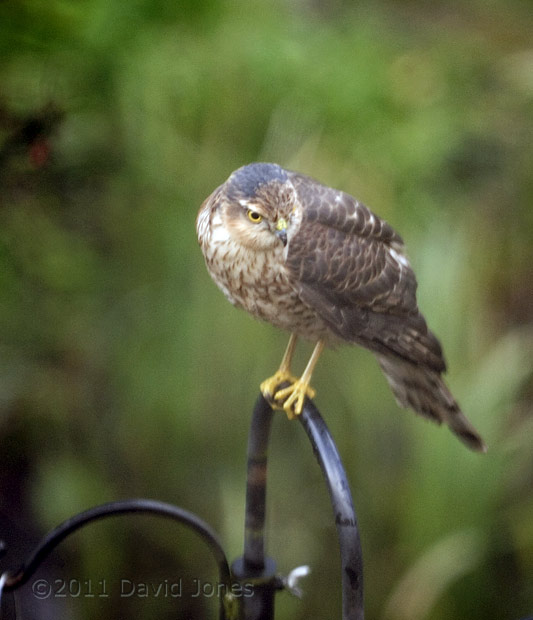 Sparrowhawk female after heavy rain - 3, 26 February