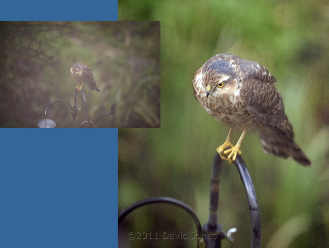Sparrowhawk female seen through very wet window, 26 February