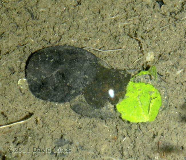 Caddis fly larva with fresh leaf, 27 February