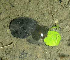 Caddis fly larva with fresh leaf, 27 February