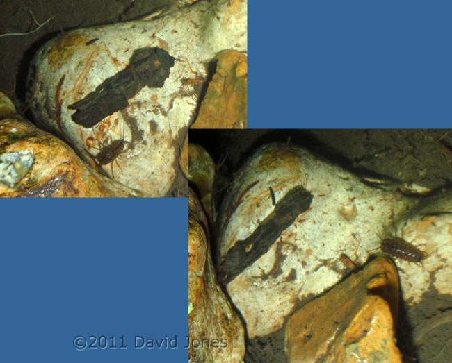 Caddis fly lava on stone, 27 February