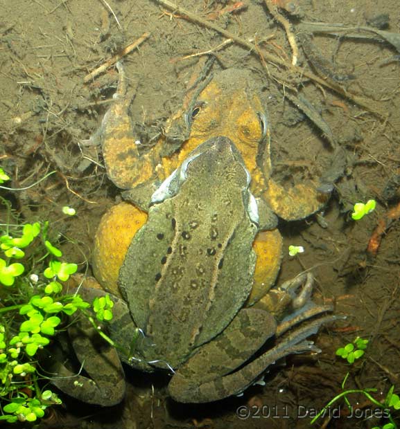 Frogs in amplexus on muddy bottom of pond, 27 February