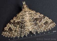 Many-plumed Moth, 1 January