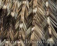 Many-plumed Moth - details of plume structure, 1 January