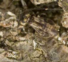 Barkfly (Epicaecilius pilipennis) on log, 2 January