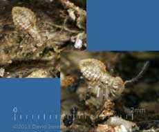 Barkfly nymph (Epicaecilius pilipennis) on log, 2 January