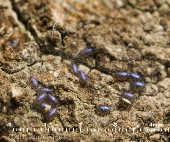 Barkfly egg cluster on log surface, 4 January