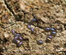 Barkfly egg cluster on log surface, 4 January