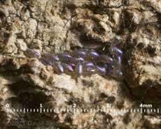 Cluster of 22 barkfly eggs - 1, 4 January