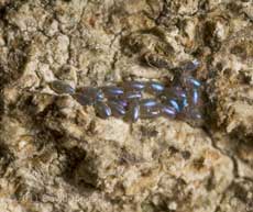 Cluster of 22 barkfly eggs - 2, 4 January