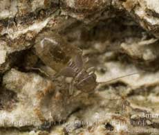 Barkfly (Lepinotus patruelis) on Oak, 4 January