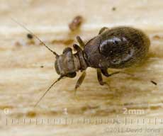 Barkfly (Lepinotus patruelis) on Oak, 4 January