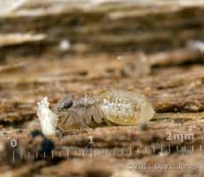 Barkfly nymph (Lepinotus patruelis) on Oak, 4 January