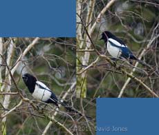 Magpie calling from our Birch tree