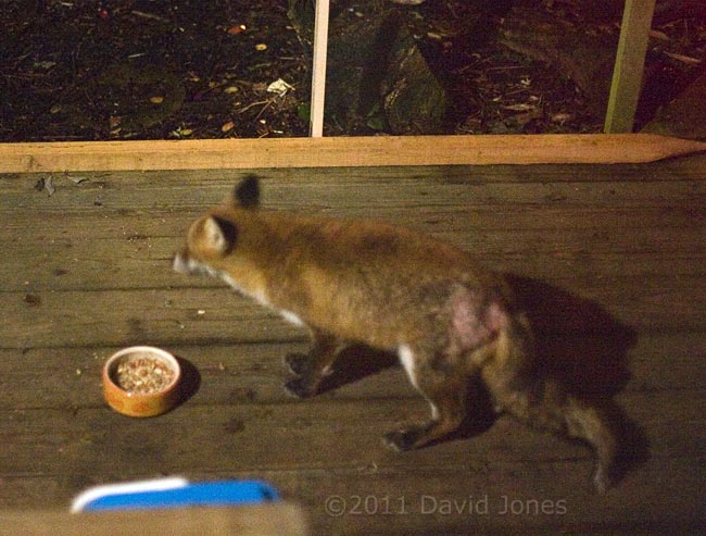 Fox with mange on veranda at 4.40am - 3, 16 January
