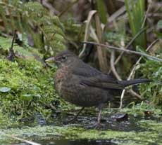 Blackbird female on pond ice, 31 January