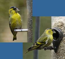 Male Siskin at feeders, 31 January