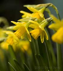 Daffodils next to the water butt, 1 March