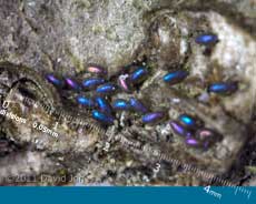 Barkfly eggs on log, 3 March
