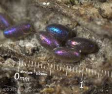 Barkfly eggs on log - a closer look, 3 March