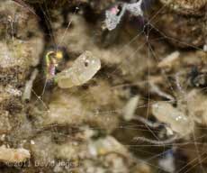 Newly emerged barkfly nymph - 2, 3 March