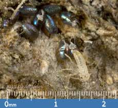 Newly emerged barkfly nymph - 1, 3 March