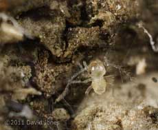 Very young barkfly nymph, 3 March