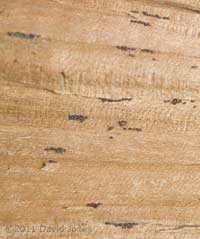 Barkfly egg clusters on cut timber, 4 March