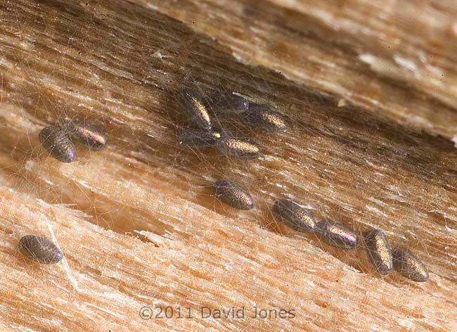adjacent barkfly egg clusters - right group, 4 March