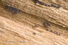 adjacent barkfly egg clusters, 4 March