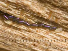 Barkfly eggs with possible new addition, 4 March