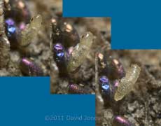 Barklfy nymph emergence - sequence 1, 6 March