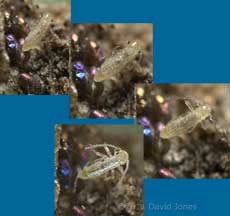 Barklfy nymph emergence - sequence 2, 6 March