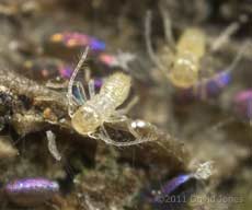 Newly emerged barkfly nymph walks for the first time, 6 March