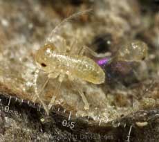 Newly emerged barkfly nymph, 6 March