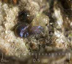 Barkfly nymph in early stage of emergence from egg, 6 March