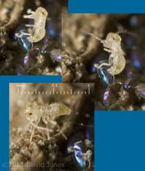 Barkfly nymph leaves egg case - sequence, 6 March