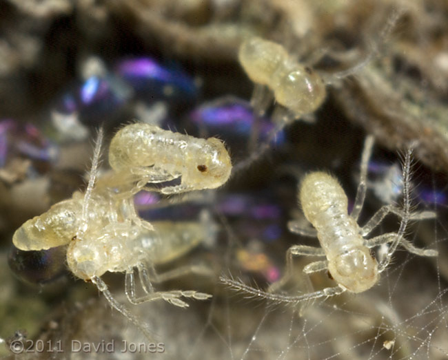 Newly emerged barkfly nymphs wait for exoskeleton to harden, 6 March