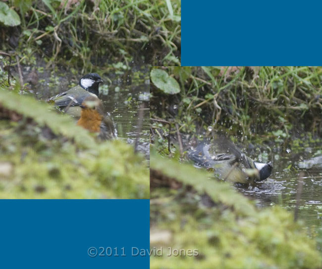 Robin and Great Tit bathe in pond, 10 March
