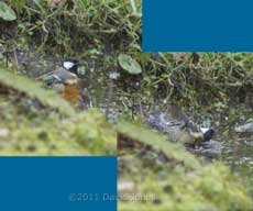 Robin and Great Tit bathe in pond, 10 March