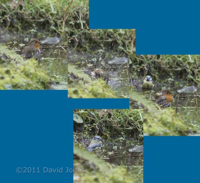 Robin and Blue Tit bathe in pond, 10 March
