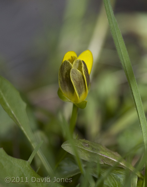 First Lesser Celandine flower prepares to open, 11 March