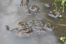 First frogspawn of the year - 1, 11 March