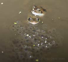 First frogspawn of the year - 2, 11 March