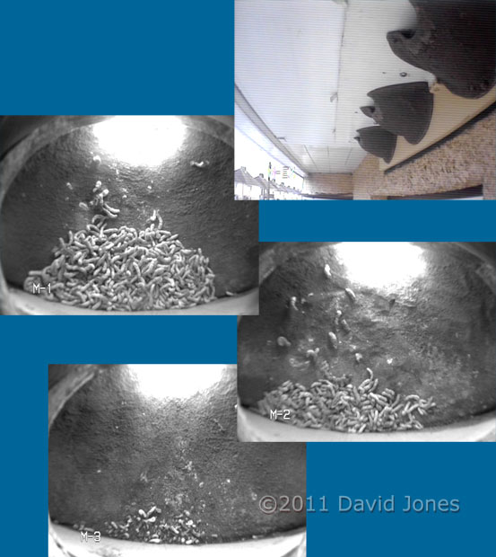 House Martin cctv cameras, 12 March