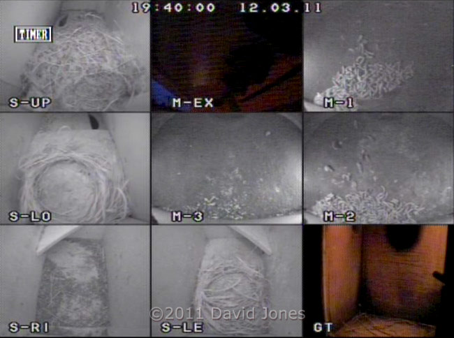 nest box cameras - multiplexer view (night-time), 12 March