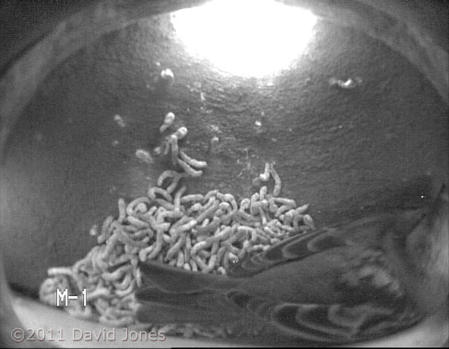 Male House Sparrow roosting in House Martin nest, 12 March