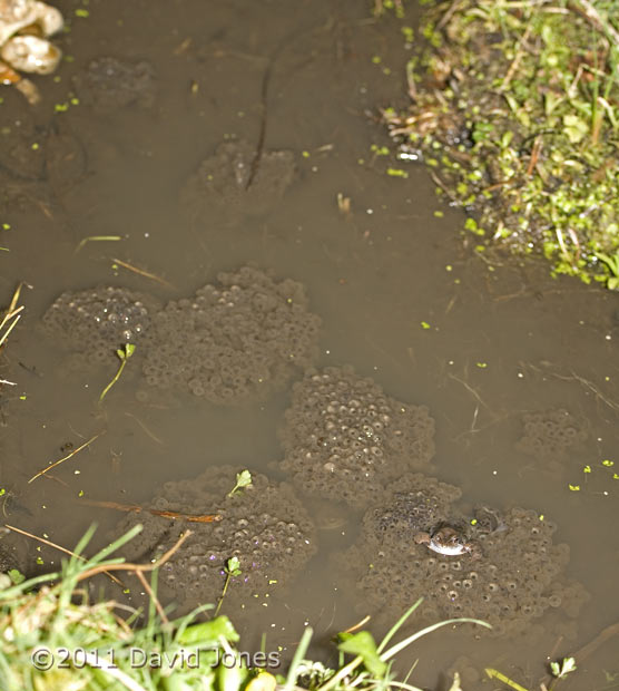 Frogspawn, 12 March