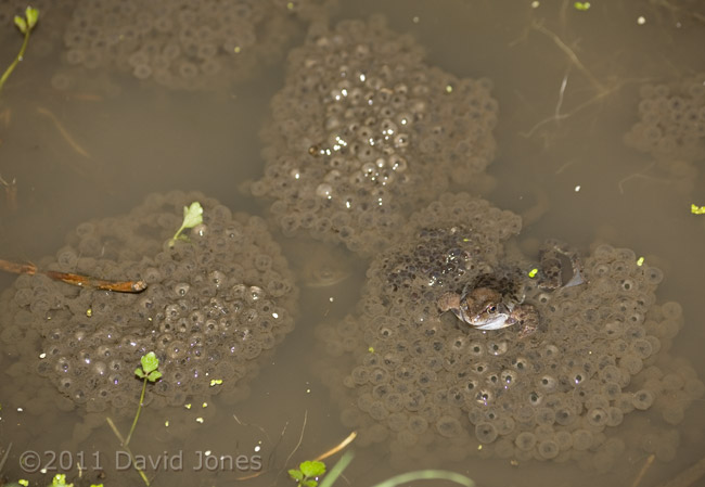 Frog on spawn - 1, 12 March